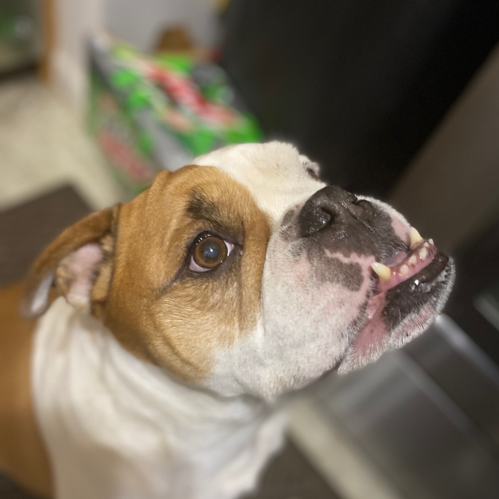 Meet your Posher, Peyton